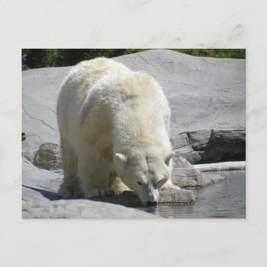 Carte Postale ours blanc (Devant)