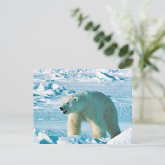 Carte Postale Ours blanc (Debout devant)