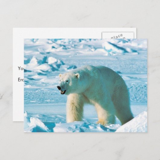 Carte Postale Ours blanc (Devant / Derrière)