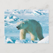 Carte Postale Ours blanc (Devant)