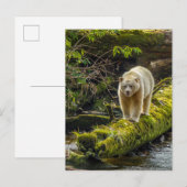 Carte Postale Ours blanc | Colombie-Britannique, Canada (Devant / Derrière)