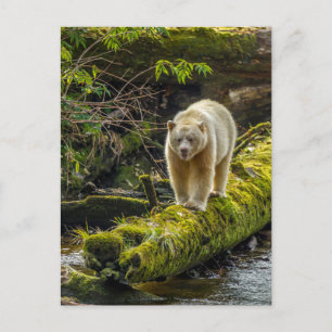Carte Postale Ours blanc Colombie-Britannique, Canada