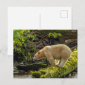Carte Postale Ours blanc esprit (Devant / Derrière)