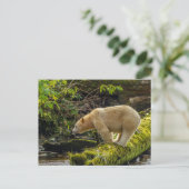 Carte Postale Ours blanc esprit (Debout devant)