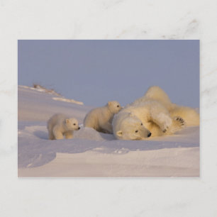 Carte Postale ours blanc, maritimus d'Ursus, truie jouant avec