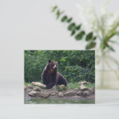 Carte Postale ours Brown (Debout devant)