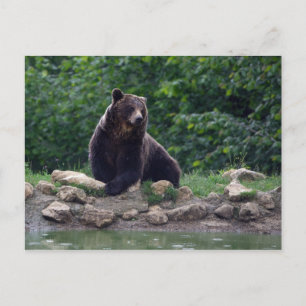 Carte Postale ours Brown