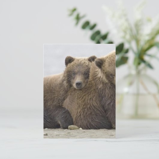 Carte Postale Ours Brown Aimer la nature (Debout devant)