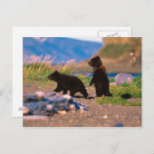 Carte Postale Ours Brown, arctos d'Ursus, péninsule de l'Alaska, (Devant / Derrière)