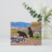 Carte Postale Ours Brown, arctos d'Ursus, péninsule de l'Alaska, (Debout devant)