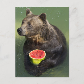 Carte Postale Ours Brown avec Melon d'eau
