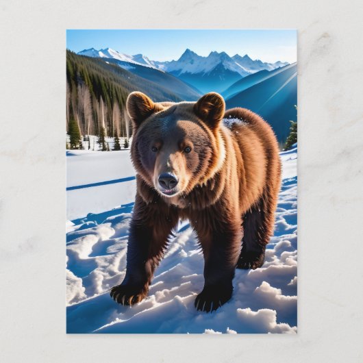 Carte Postale Ours Brown dans la neige (Devant)
