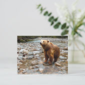 Carte Postale Ours Brown dans le ruisseau (Debout devant)