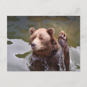 Carte postale Ours Brown de bain