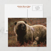 Carte Postale Ours Brown de l'Alaska (Devant / Derrière)