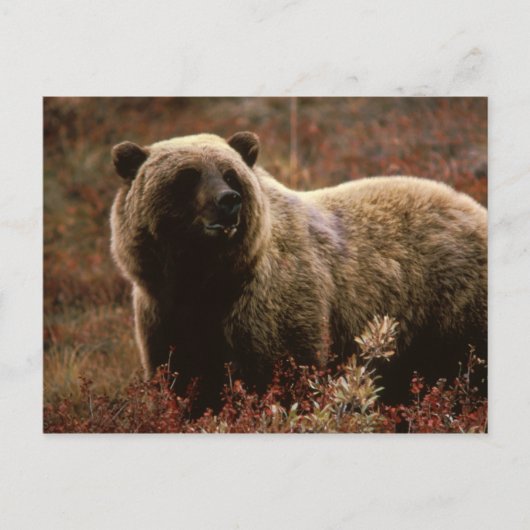 Carte Postale Ours Brown de l'Alaska (Devant)