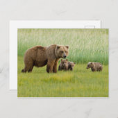 Carte Postale Ours Brown de l'Alaska avec des oursons dans une p (Devant / Derrière)