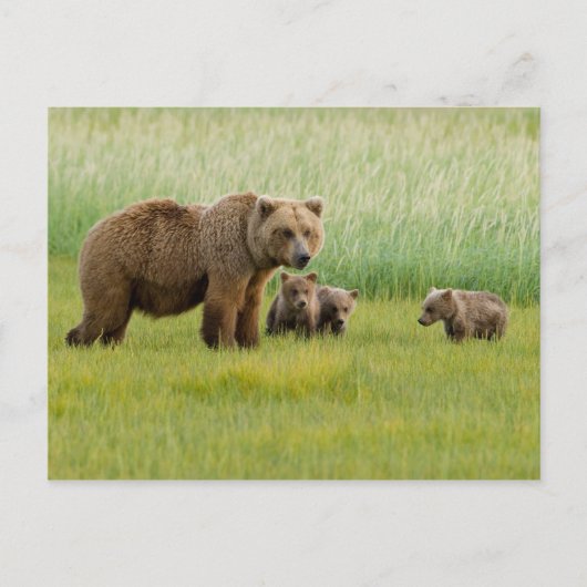 Carte Postale Ours Brown de l'Alaska avec des oursons dans une p (Devant)