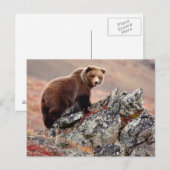 Carte Postale Ours Brown Denali (Devant / Derrière)