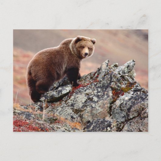 Carte Postale Ours Brown Denali (Devant)