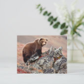 Carte Postale Ours Brown Denali (Debout devant)