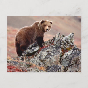 Carte Postale Ours Brown Denali