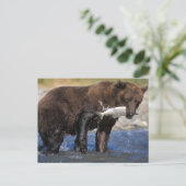 Carte Postale ours Brown, grizzli, avec prises saumons, (Debout devant)