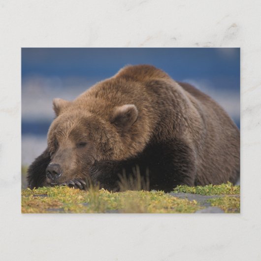 Carte Postale ours Brown, grizzli, faire la sieste, Katmai (Devant)