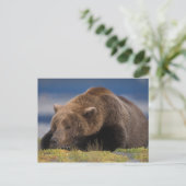 Carte Postale ours Brown, grizzli, faire la sieste, Katmai (Debout devant)