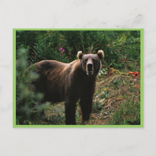 Carte Postale Ours Brown Kodiak