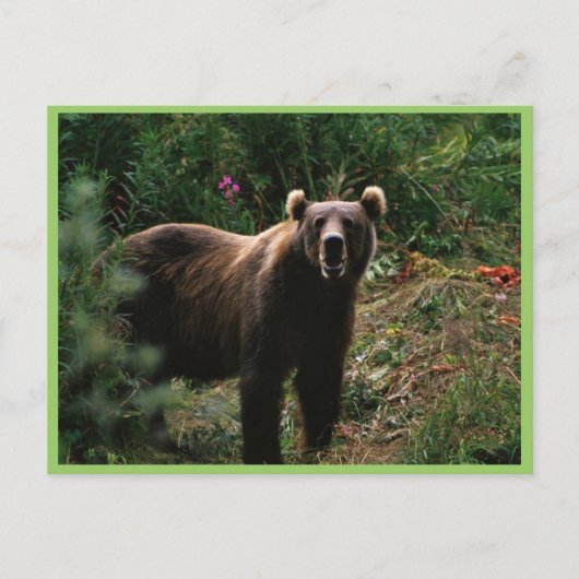 Carte Postale Ours Brown Kodiak (Devant)