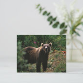 Carte Postale Ours Brown Kodiak (Debout devant)