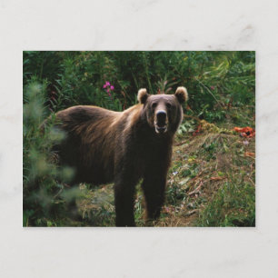 Carte Postale Ours Brown Kodiak