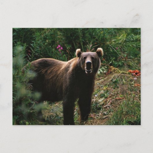 Carte Postale Ours Brown Kodiak (Devant)