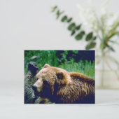 Carte Postale Ours Brown Kodiak (Debout devant)