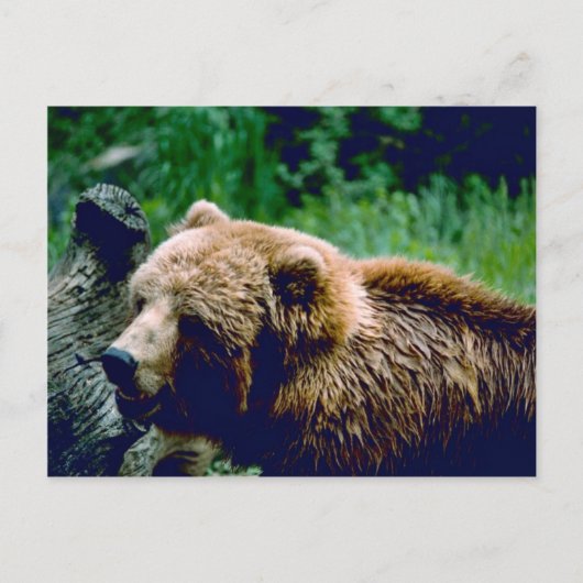 Carte Postale Ours Brown Kodiak (Devant)