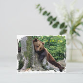 Carte postale Ours Brown Yellowstone (Debout devant)