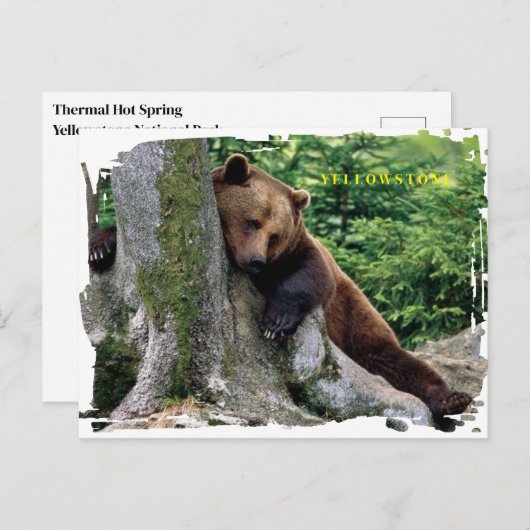 Carte postale Ours Brown Yellowstone (Devant / Derrière)