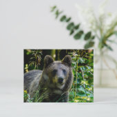 Carte Postale Ours brun (Debout devant)