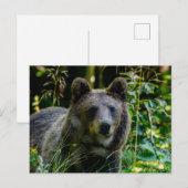 Carte Postale Ours brun (Devant / Derrière)