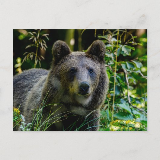 Carte Postale Ours brun (Devant)