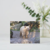 Carte Postale Ours brun (Debout devant)