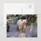 Carte Postale Ours brun (Devant / Derrière)