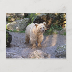 Carte Postale Ours brun