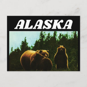 CARTE POSTALE OURS BRUN ALASKA VINTAGE
