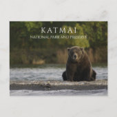 Carte Postale Ours brun assis dans la rivière Brooks, Katmai NPP (Devant)