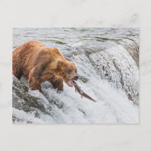 Carte Postale Ours brun attrape un saumon rouge (Devant)