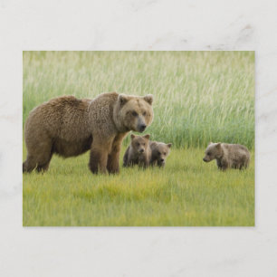 Carte Postale Ours brun d'Alaska femelle et trois oursons, Ursus