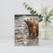 Carte Postale Ours brun dans le ruisseau (Debout devant)