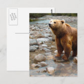 Carte Postale Ours brun dans le ruisseau (Devant / Derrière)